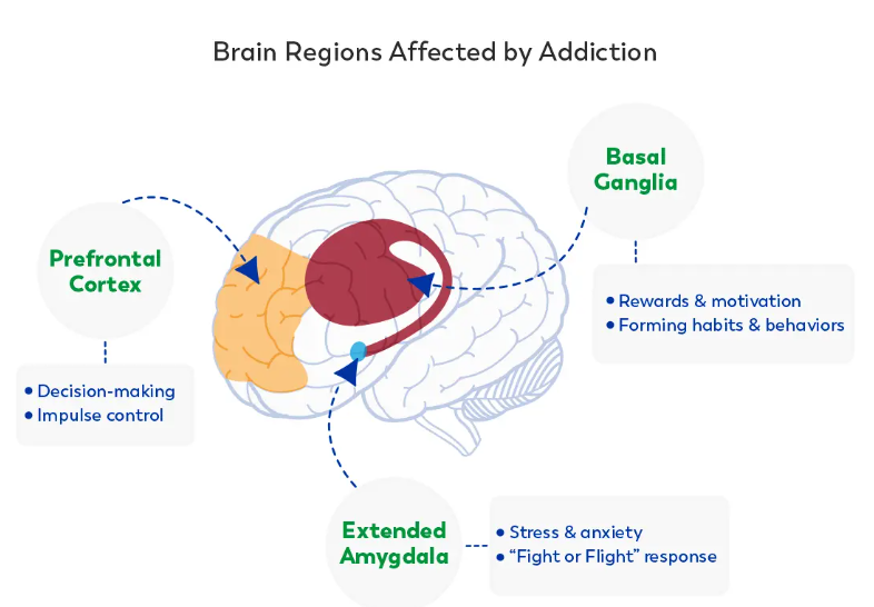 Brain Regions Affected by Addiction